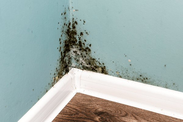 MOLD AND DRYWALL REPAIR